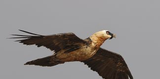 Zaganul (Gypaetus barbatus), unul dintre cei mai mari vulturi din lumea veche