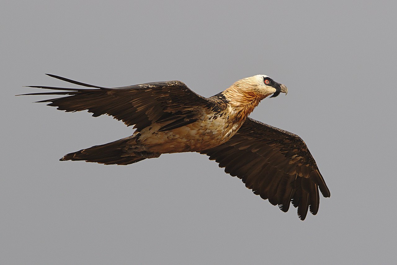 Zaganul (Gypaetus barbatus), unul dintre cei mai mari vulturi din lumea veche