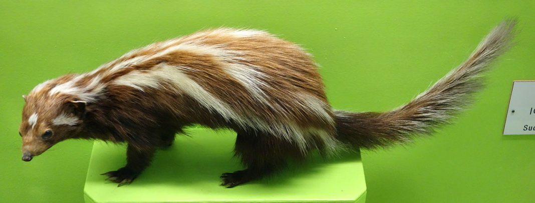 Zorilla (Ictonyx striatus), un mustelid vărgat Zorilla (Ictonyx striatus), un mustelid vărgat