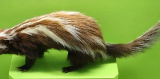 Zorilla (Ictonyx striatus), un mustelid vărgat
