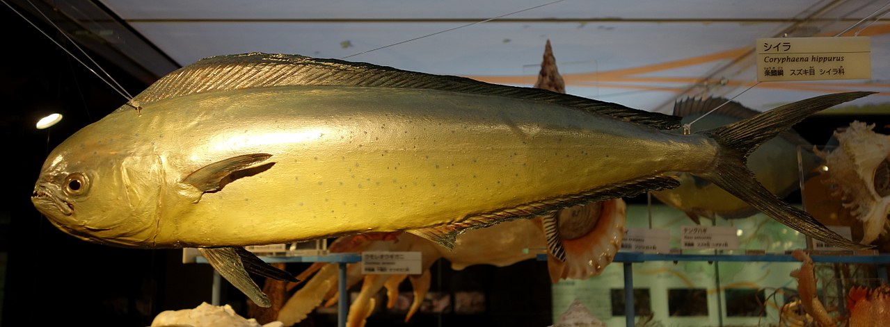 peste delfin
