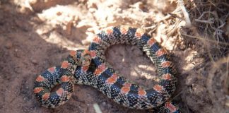 Șarpele cu nas lung (Rhinocheilus lecontei), trăiește în mediul subteran