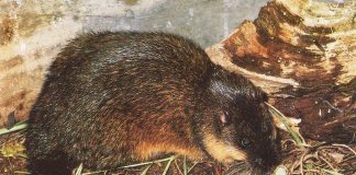 Șobolanul de apă australian (Hydromys chrysogaster), poate ajunge până la 40 cm