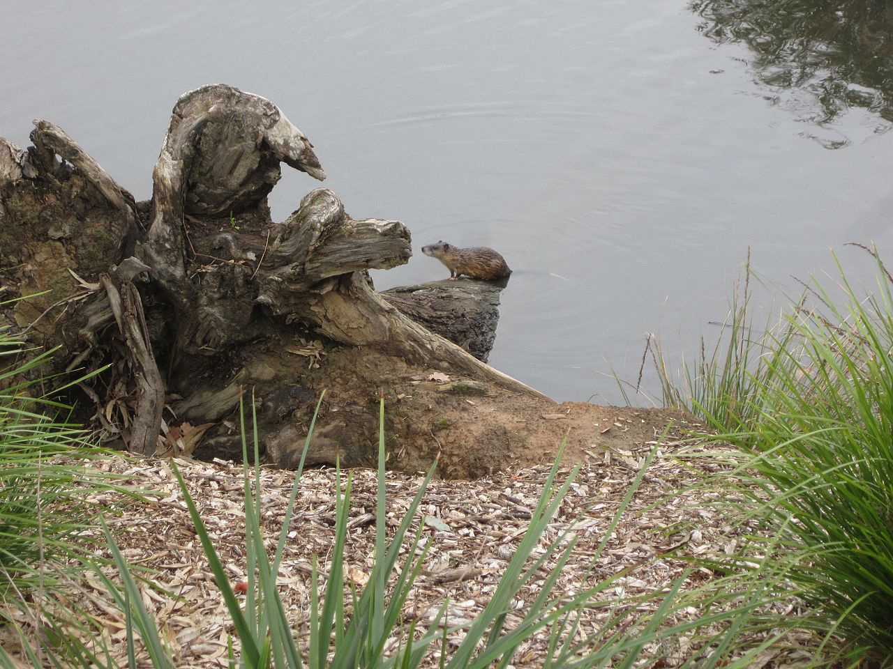 Șobolanul de apă australian