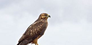 Șoimul de Galapagos (Buteo galapagoensis), o pasăre nemigratoare