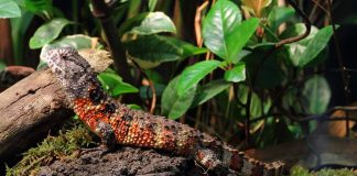 Șopârla-crocodil din China (Shinisaurus crocodilurus), o specie foarte rară