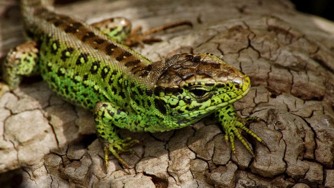 Șopârla de nisip (Lacerta agilis), are un aspect robust