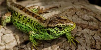 Șopârla de nisip (Lacerta agilis), are un aspect robust
