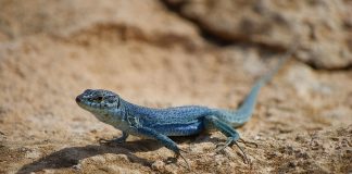 Șopârla de zid din Ibiza (Podarcis pityusensis), află totul despre această specie