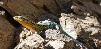 Șopârla rapidă din Chile (Liolaemus tenuis), o specie arboricolă