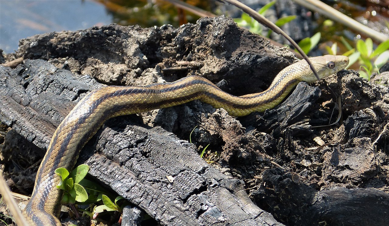 Șarpele-șobolan comun (Elaphe obsoleta), trăiește în regiunile împădurite