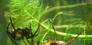 Argyroneta Aquatica, un păianjen de apă