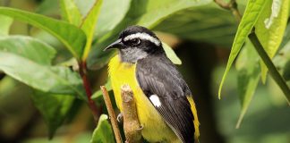 Bananaguitit (Coereba flaveola), păsări mici și vioi din America de Sud