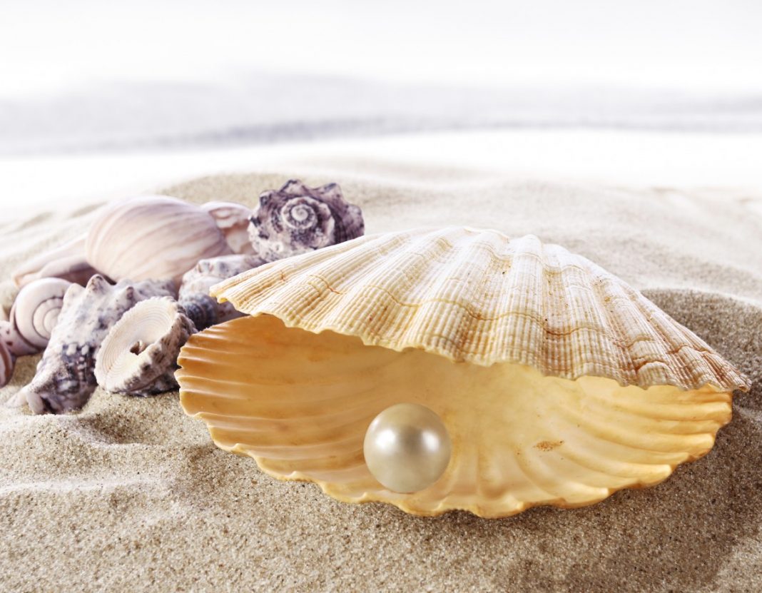 Bivalve - Scoici comestibile și scoici care produc perle
