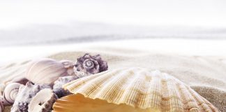 Bivalve - Scoici comestibile și scoici care produc perle