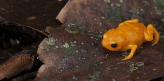 Brachycephalus ephippim, o broască râioasă de aur