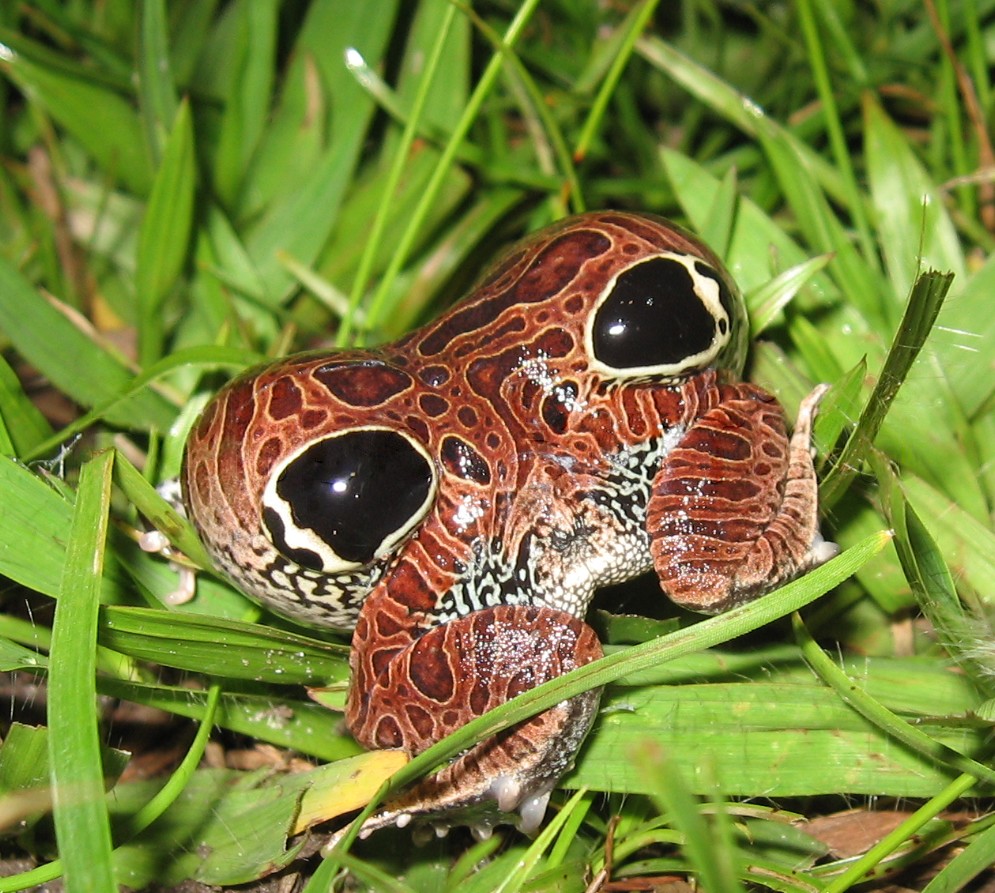 Broasca cu patru ochi (Physalaemus nattereri), o specie endemică din estul Americii de Sud