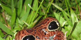 Broasca cu patru ochi (Physalaemus nattereri), o specie endemică din estul Americii de Sud