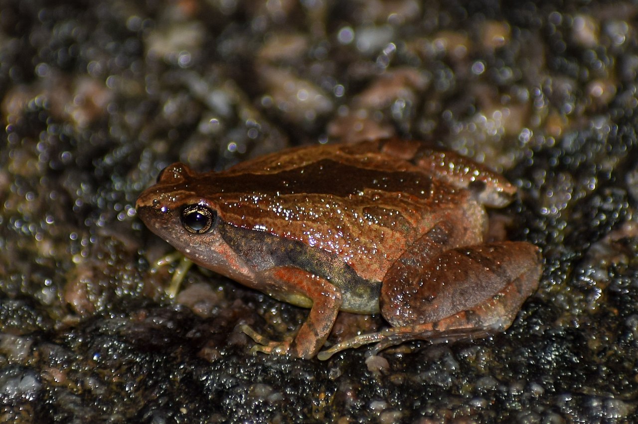 Broasca râioasă ornată cu gura îngustă (Microhyla ornata)