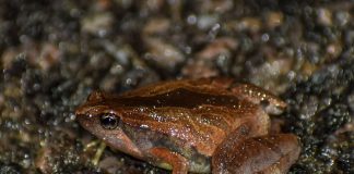 Broasca râioasă ornată cu gura îngustă (Microhyla ornata)