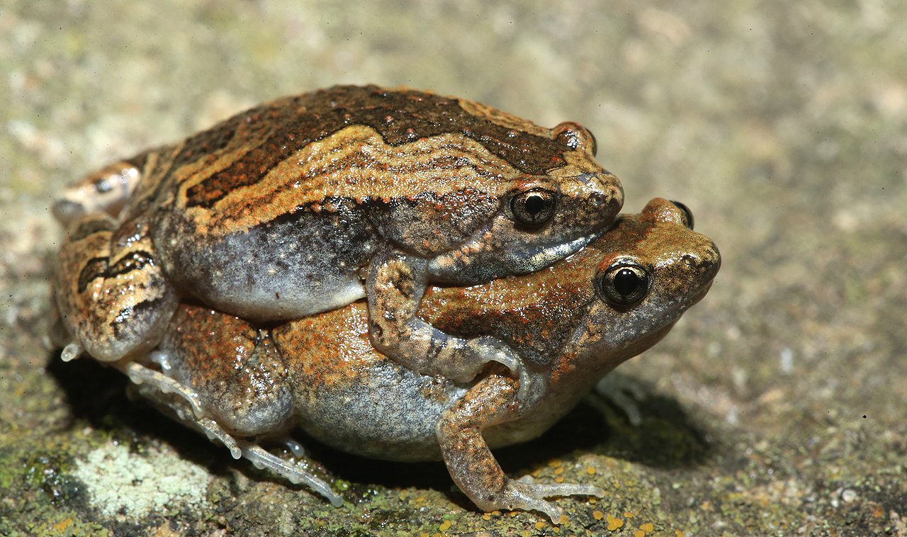 Broasca râioasă ornată cu gura îngustă