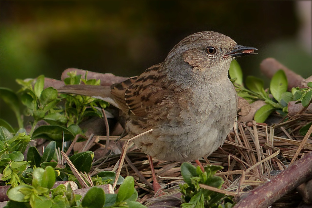 Brumărița de pădure (Prunella modularis), o pasăre parțial migratoare