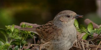 Brumărița de pădure (Prunella modularis), o pasăre parțial migratoare