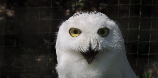 Buha zăpezilor (Nyctea scandiaca), cea mai mare pasăre de pradă arctică