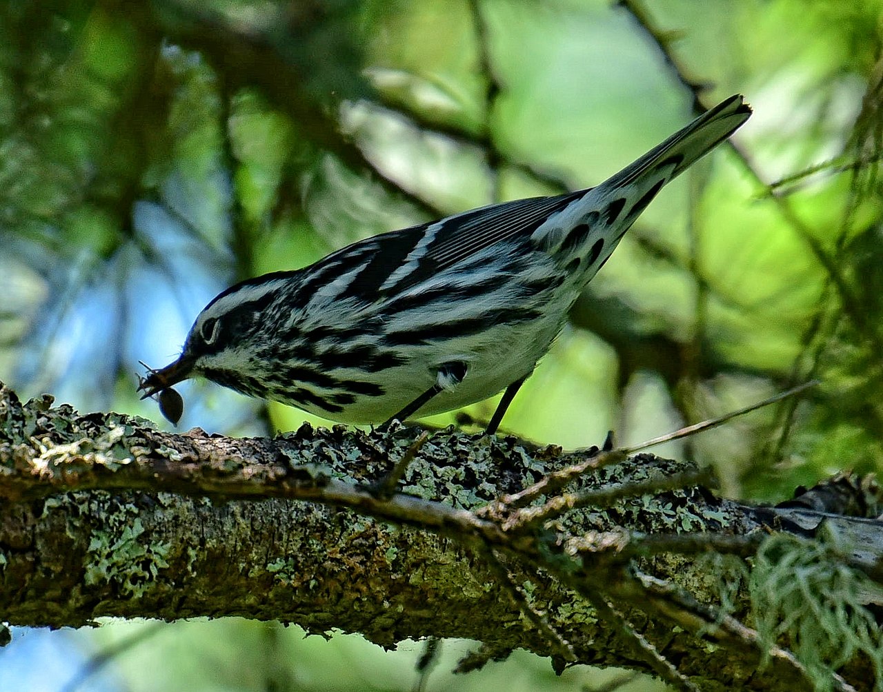 Cântărețul pătat