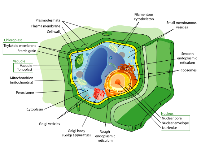 Celula tipica vegetala, Foto: en.wikipedia.org/wiki/Cell_(biology)#mediaviewer/File:Plant_cell_structure_svg.svg