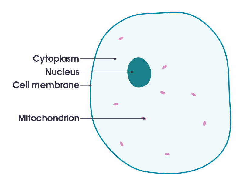 Celula1