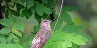 Colibriul gigant (Patagona gigas), o pasăre migratoare din Anzii Cordilieri