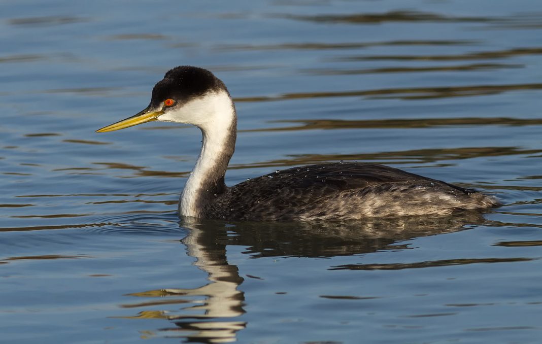 Corcodelul american (Aechmophorus occidentalis), o pasăre din familia Podicipedidae