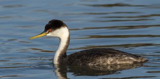 Corcodelul american (Aechmophorus occidentalis), o pasăre din familia Podicipedidae