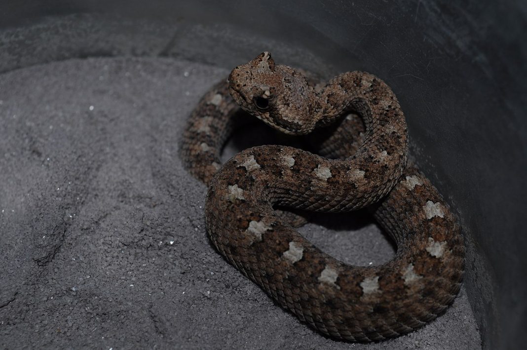 Crotalul de deșert (Crotalus cerastes), cel mai mare șarpe cu clopoței