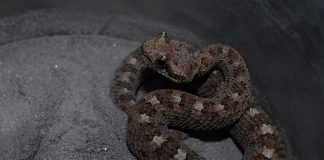 Crotalul de deșert (Crotalus cerastes), cel mai mare șarpe cu clopoței