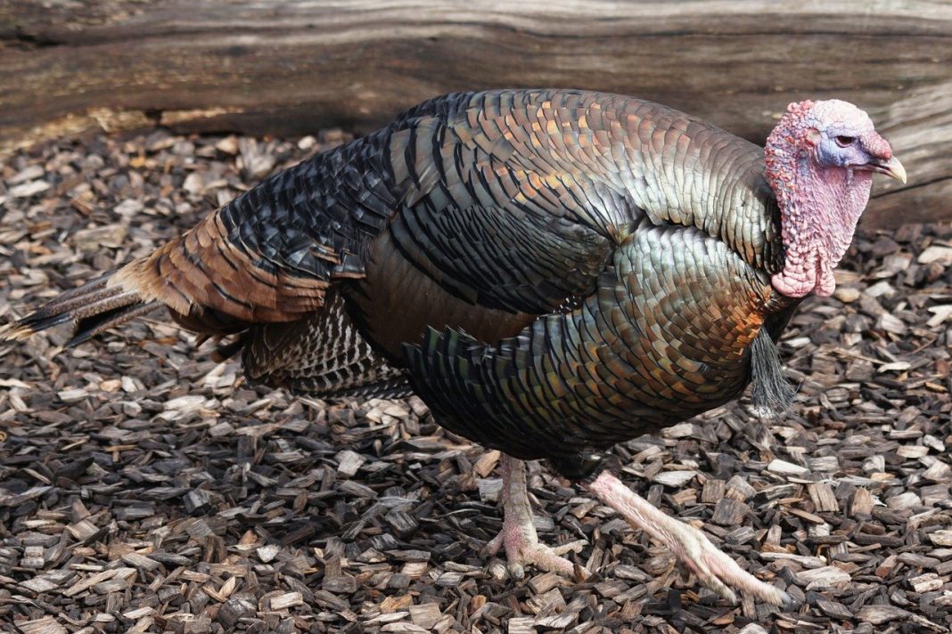 Curcanul (Meleagris gallopavo), pasăre de vânat din America de Nord Curcanul (Meleagris gallopavo), pasăre de vânat din America de Nord