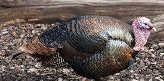 Curcanul (Meleagris gallopavo), pasăre de vânat din America de Nord