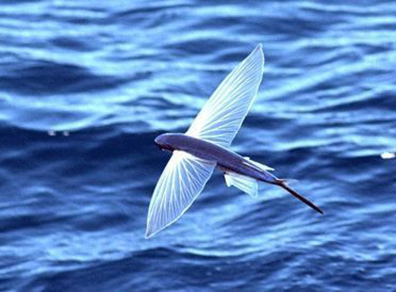 Cypselurus heterurus, Foto: filmatidimare.altervista.org