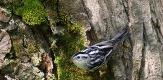 Cântărețul pătat (Mniotilta varia), o pasăre de pădure