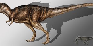 Dinozaurul Albertosaurus, un prădător periculos ca Tysannosaurusul Rex care a trăit în Cretacicul superior