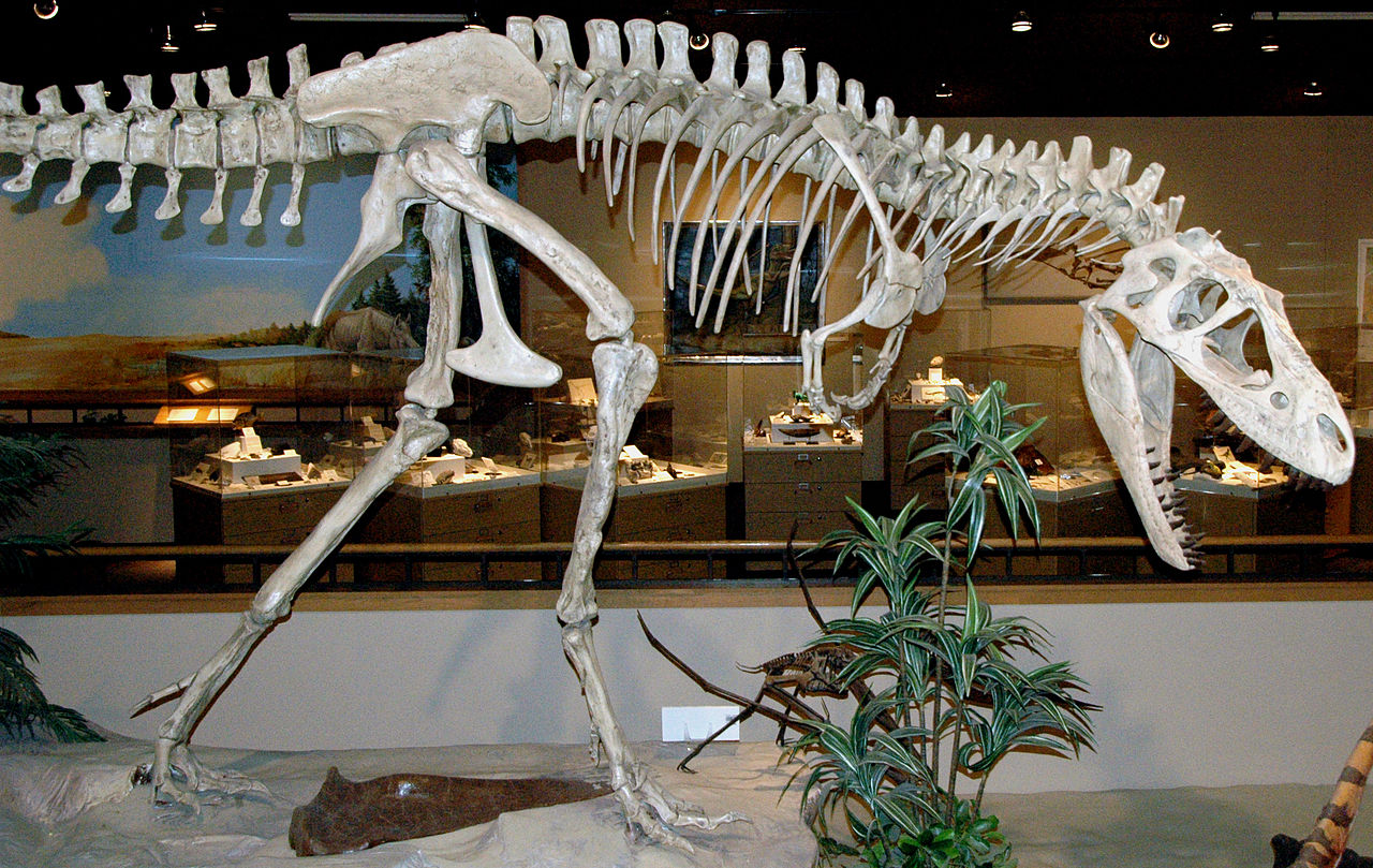 Dinozaurul Albertosaurus