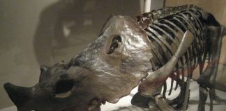 Dinozaurul Brachyceratops, un animal erbivor din grupul Ceratopsia