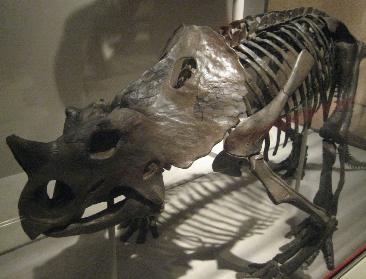 Dinozaurul Brachyceratops, un animal erbivor din grupul Ceratopsia