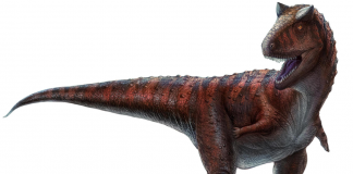 Dinozaurul Carnotaurus - ,,Mâncătorul de carne” din Cretacicul mediu