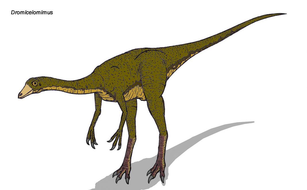 Dinozaurul Dromiceiomimus, unul dintre cei mai mari dinozauri Dinozaurul Dromiceiomimus, unul dintre cei mai mari dinozauri
