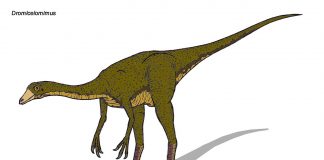 Dinozaurul Dromiceiomimus, unul dintre cei mai mari dinozauri