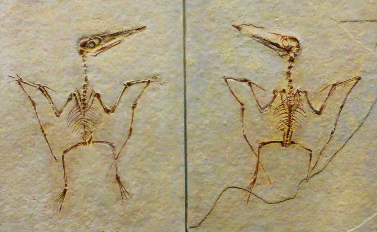 Dinozaurul Pterodactylus