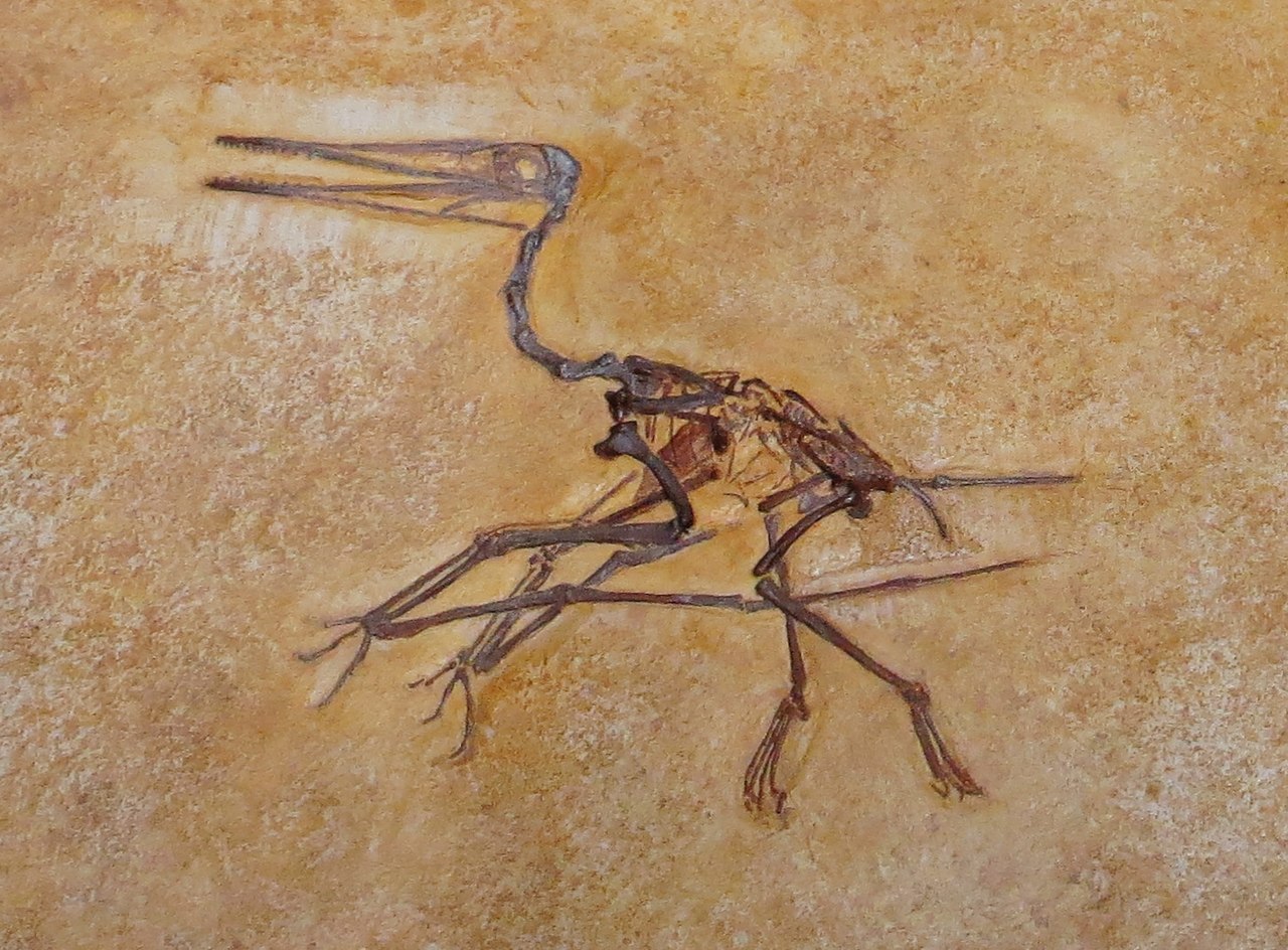 Dinozaurul Pterodactylus, un zburător carnivor