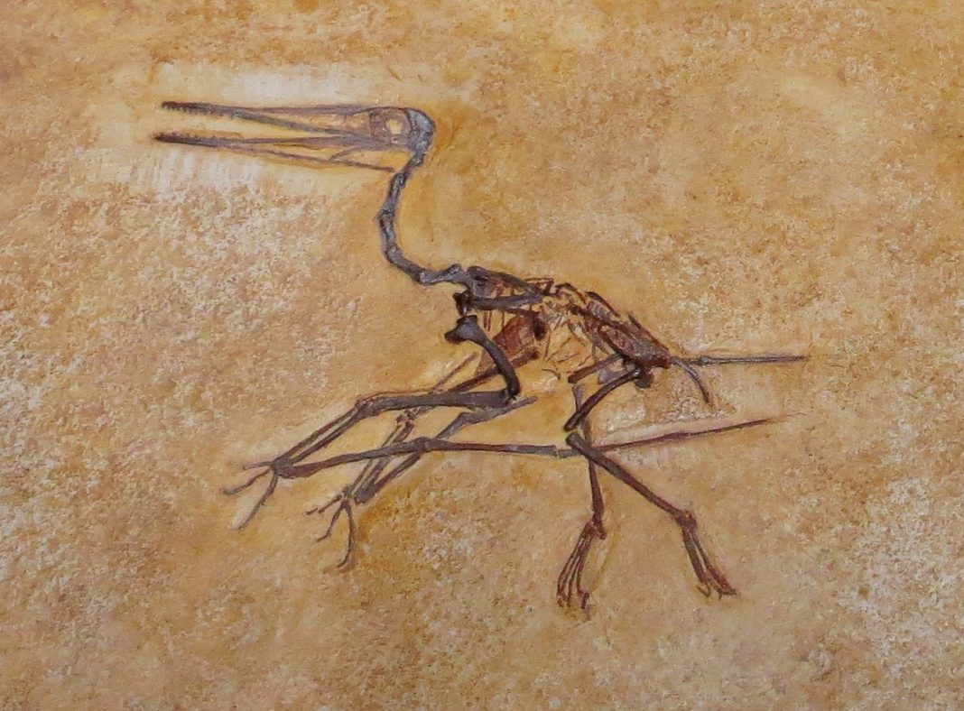 Dinozaurul Pterodactylus, un zburător carnivor